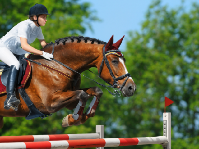 An Insight into Equestrian Scholarships