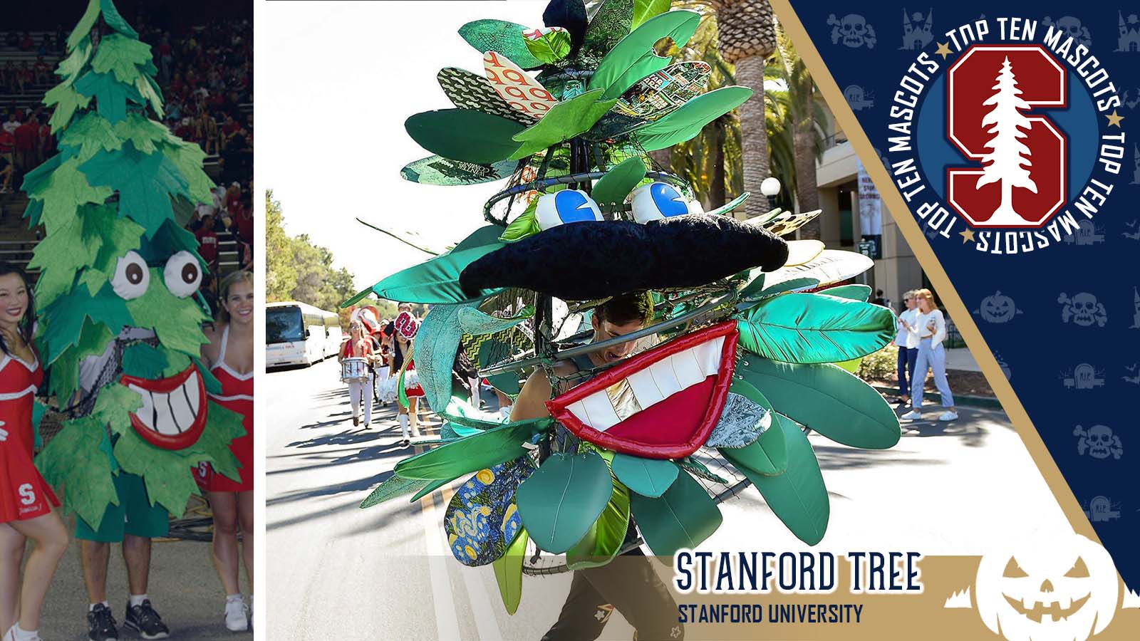 STANFORD TREE – STANFORD UNIVERSITY